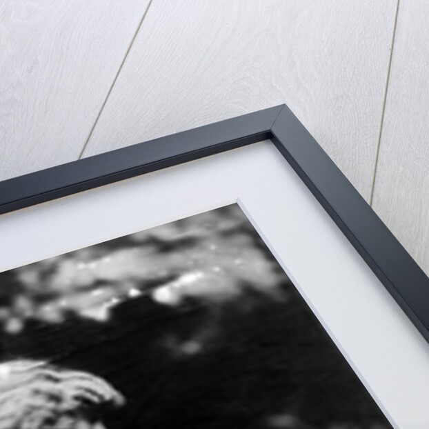 Jane Morris, posed by Dante Gabriel Rossetti, 1865 by John R. Parsons