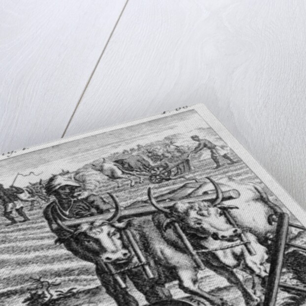 The Manner of Ploughing at the Cape, an illustration in 'The Present State of the Cape of Good-Hope: vol II', published 1731 by German School