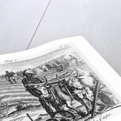 The Manner of Ploughing at the Cape, an illustration in 'The Present State of the Cape of Good-Hope: vol II', published 1731 by German School