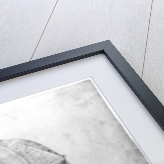 Rhinoceros, 1515 by Albrecht Dürer or Duerer