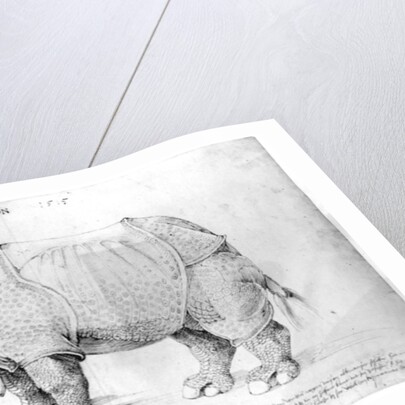 Rhinoceros, 1515 by Albrecht Dürer or Duerer