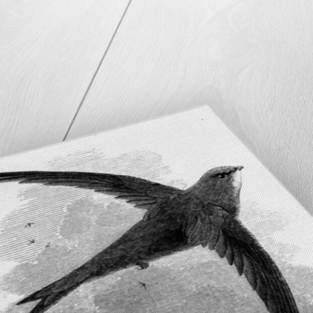 The Common Swift by William Yarrell