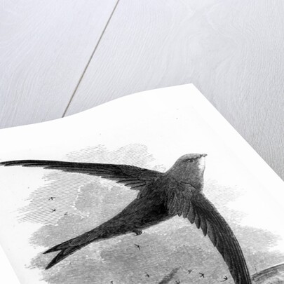 The Common Swift by William Yarrell