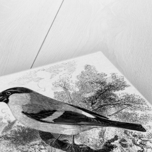The Bullfinch by William Yarrell