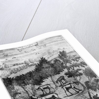 The deer fraying their heads by English School