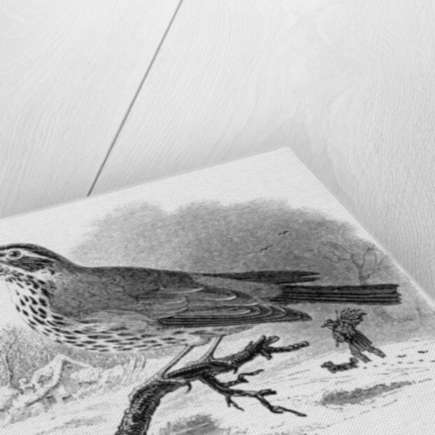 The Redwing by William Yarrell