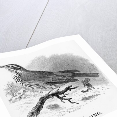 The Redwing by William Yarrell