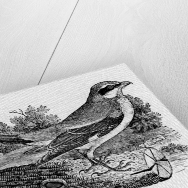 Great Ash-Coloured Shrike by Thomas Bewick