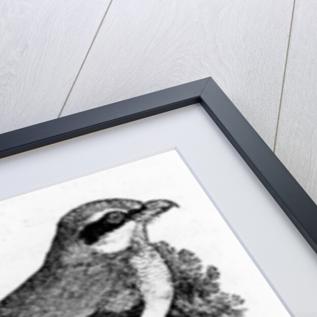 Great Ash-Coloured Shrike by Thomas Bewick