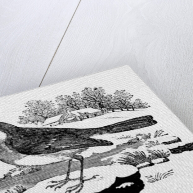 The Redbreast by Thomas Bewick