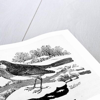 The Redbreast by Thomas Bewick