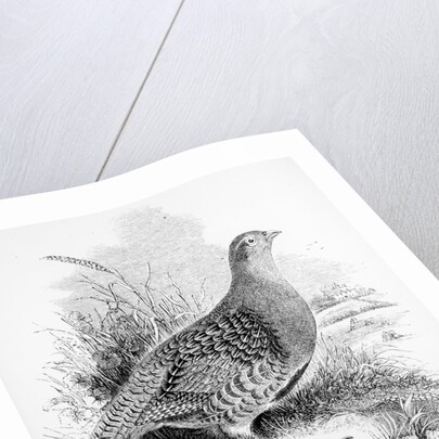 The Common Partridge by William Yarrell
