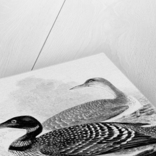 The Great Northern Diver by William Yarrell