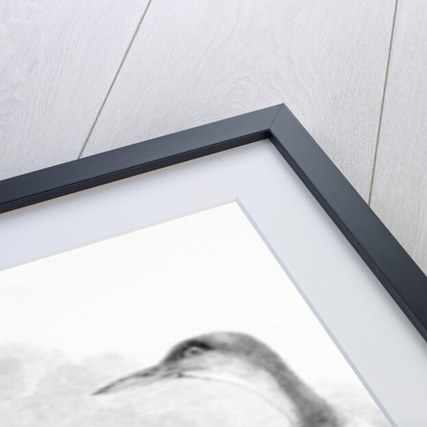 The Great Northern Diver by William Yarrell