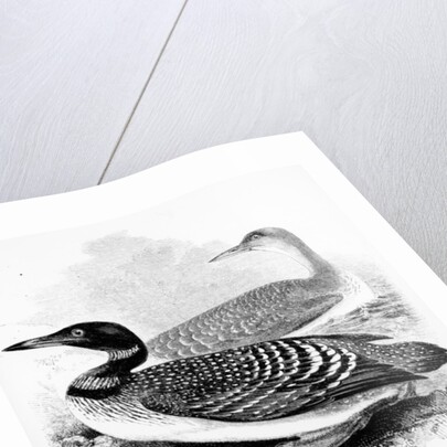 The Great Northern Diver by William Yarrell