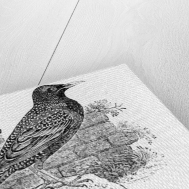 The Starling by Thomas Bewick