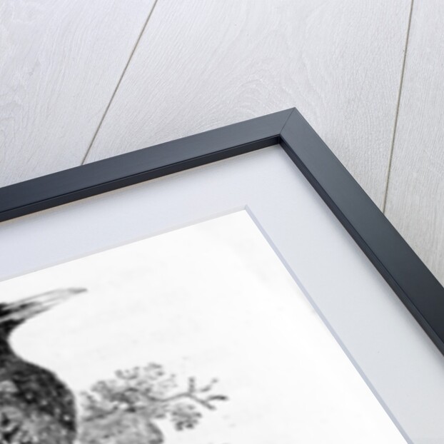 The Starling by Thomas Bewick