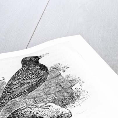The Starling by Thomas Bewick
