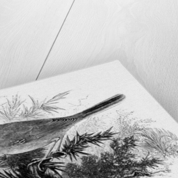 The Dartford Warbler by William Yarrell