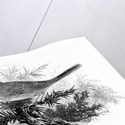 The Dartford Warbler by William Yarrell