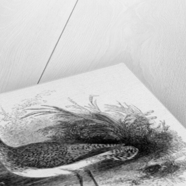 The Common Sandpiper by William Yarrell