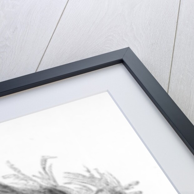 The Common Sandpiper by William Yarrell