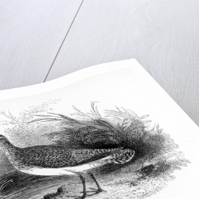 The Common Sandpiper by William Yarrell