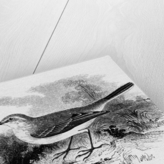 Ray's Wagtail by William Yarrell