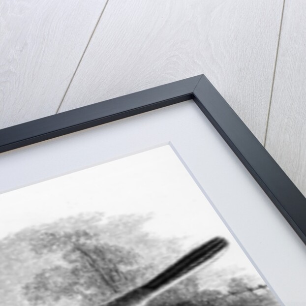 Ray's Wagtail by William Yarrell