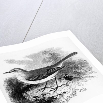 Ray's Wagtail by William Yarrell