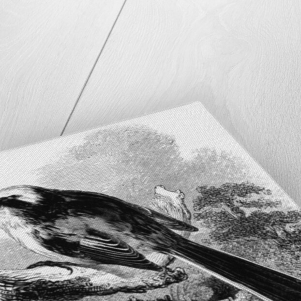 The Long-Tailed Tit by William Yarrell