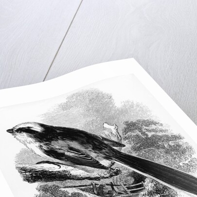 The Long-Tailed Tit by William Yarrell