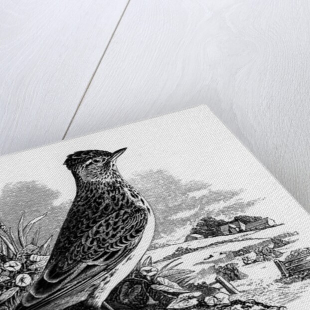 The Sky Lark by William Yarrell