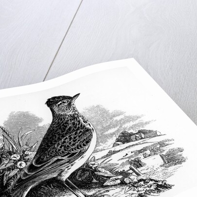 The Sky Lark by William Yarrell