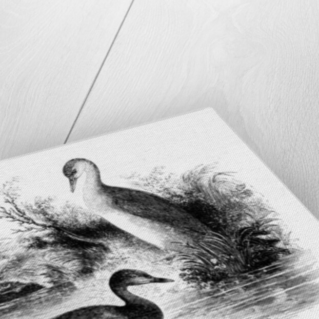 The Little Grebe, or Dabchick by William Yarrell