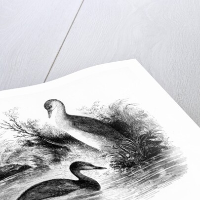 The Little Grebe, or Dabchick by William Yarrell