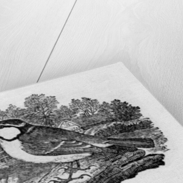 The Blue Titmouse by Thomas Bewick