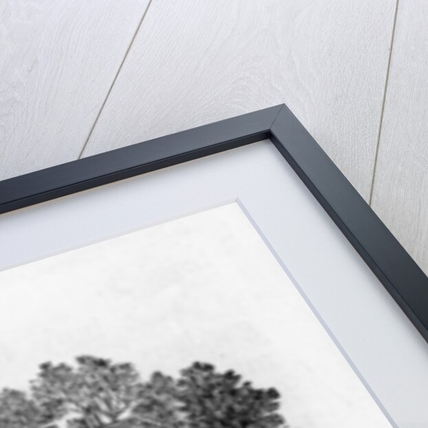 The Blue Titmouse by Thomas Bewick