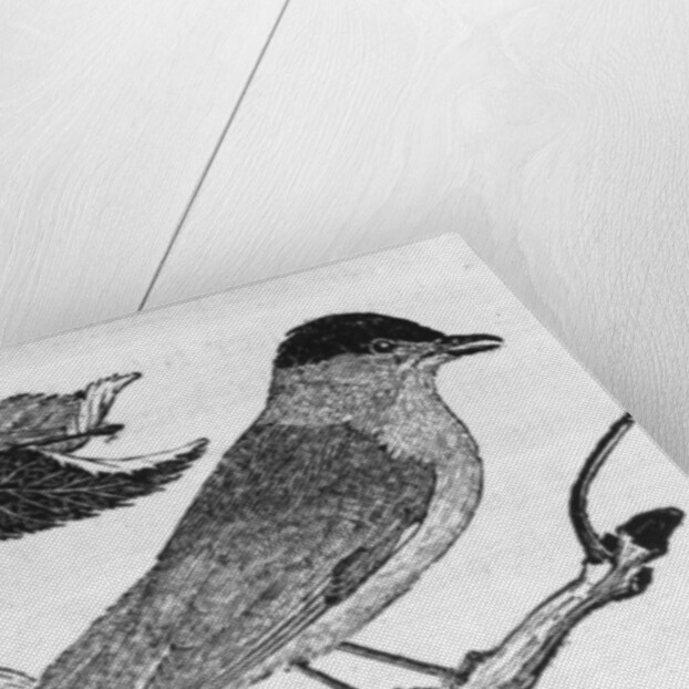 The Black-Cap by Thomas Bewick