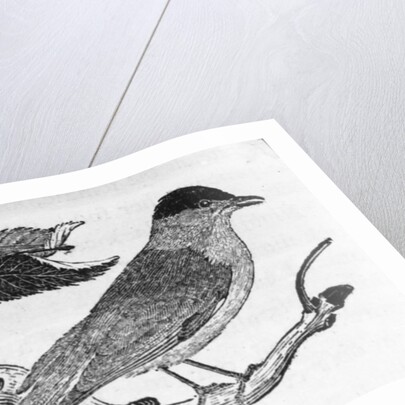 The Black-Cap by Thomas Bewick