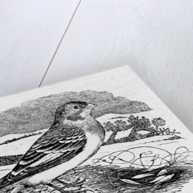 Tawny Bunting by Thomas Bewick