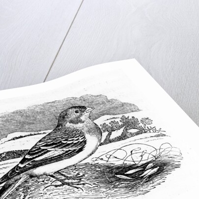 Tawny Bunting by Thomas Bewick