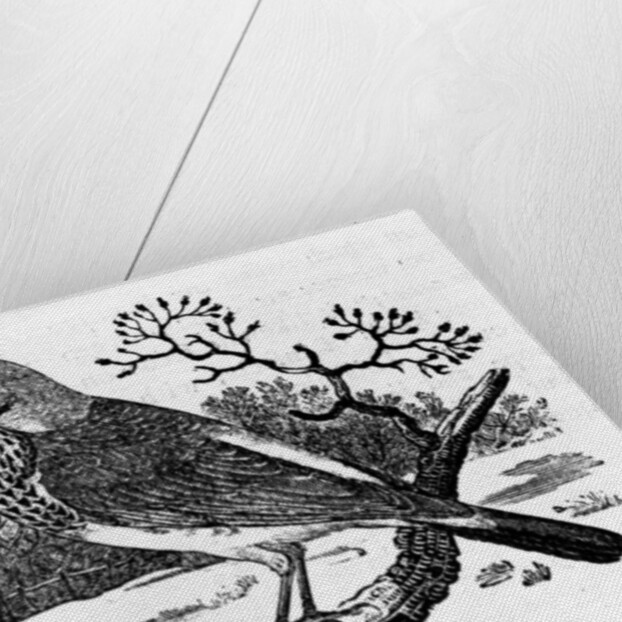 The Fieldfare by Thomas Bewick