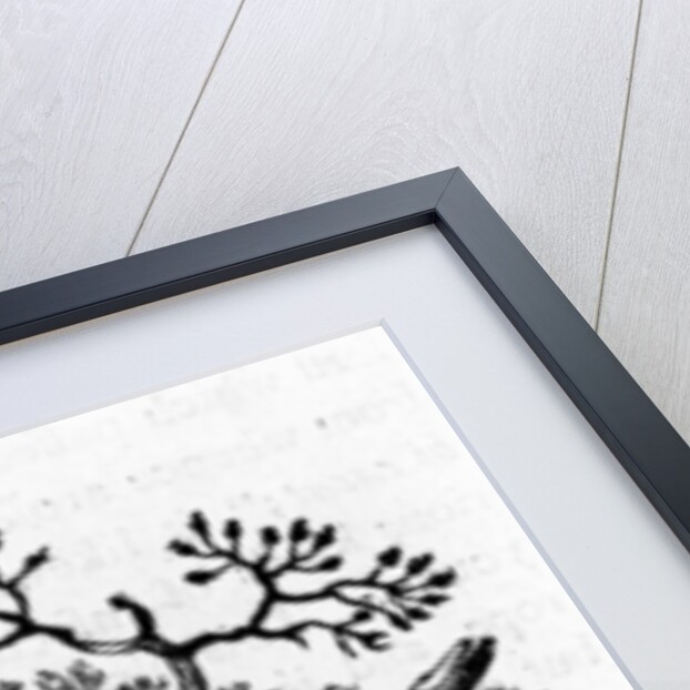 The Fieldfare by Thomas Bewick