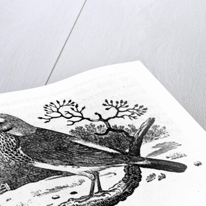 The Fieldfare by Thomas Bewick