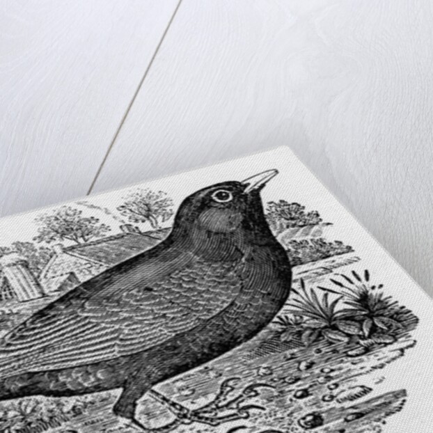 The Blackbird by Thomas Bewick