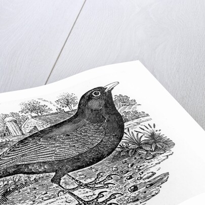 The Blackbird by Thomas Bewick