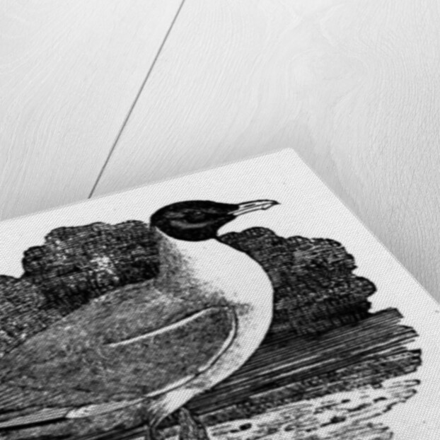 Black-Headed Gull by Thomas Bewick