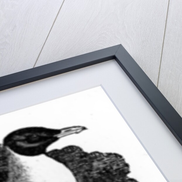 Black-Headed Gull by Thomas Bewick