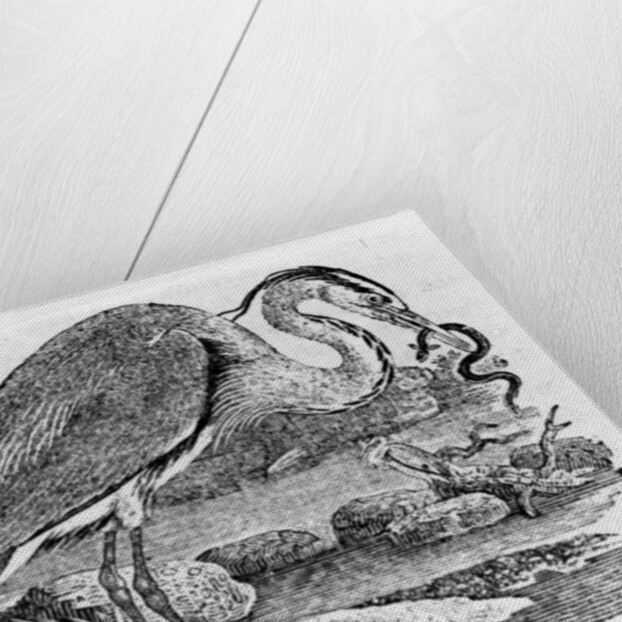 Heron by Thomas Bewick